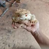 Tượng Cóc Thiềm Thừ Gỗ Xá Xị Gai Tự Nhiên TCNT07 3 Tượng Cóc Thiềm Thừ Gỗ Xá Xị Gai Tự Nhiên TCNT07